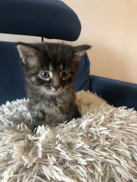 Śluczny Kocurek szuka domu