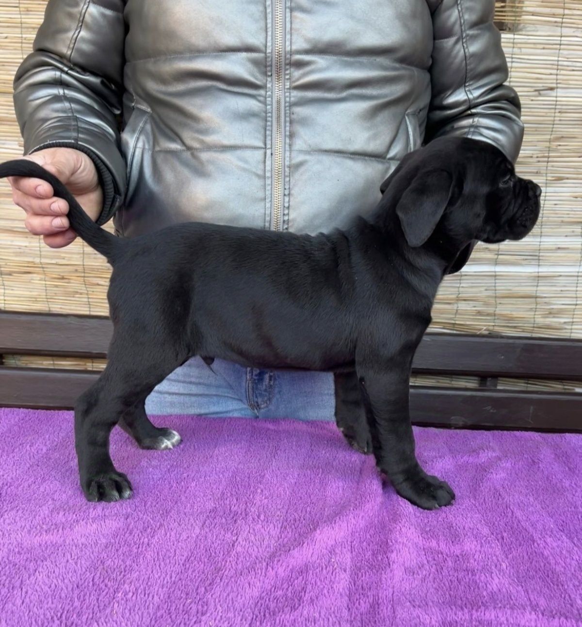 Cane Corso mocny Pies