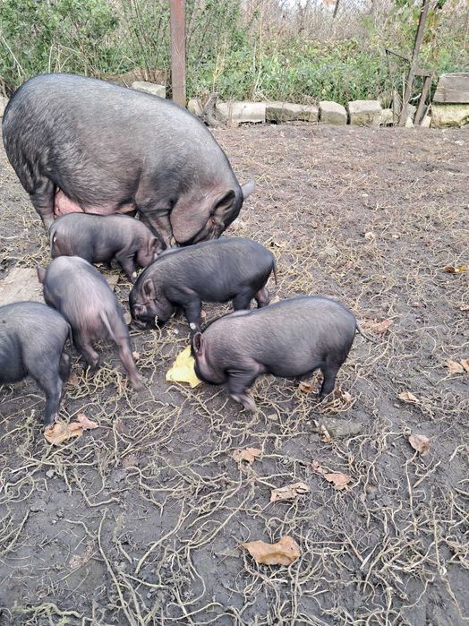 Вєтнамські поросята