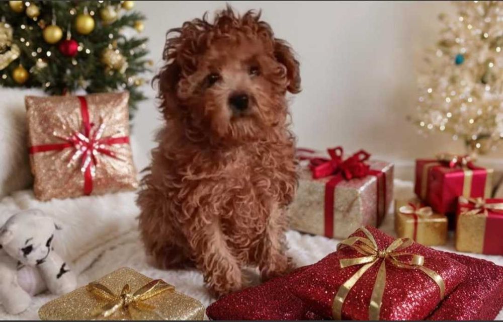 Девочка мальтипу. Мини формат.