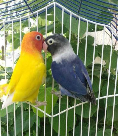 Домашние неразлучники молодежь волнистые попугаи