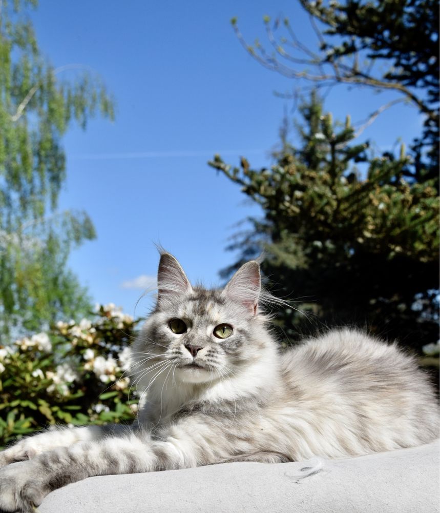 Srebrzysta kotka maine coon, hodowla FPL