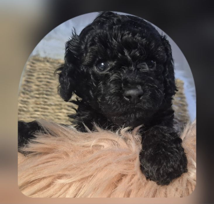 Pudel miniaturowy ZAREZERWOWANA