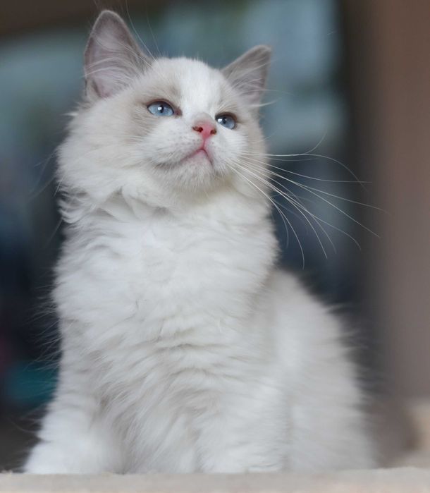 chłopczyk Ragdoll gotowy do zmiany domku