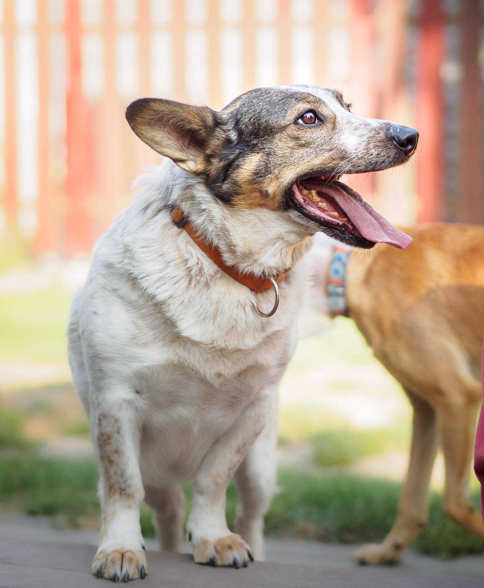 Radzia, pies w typie Corgi szuka domu!