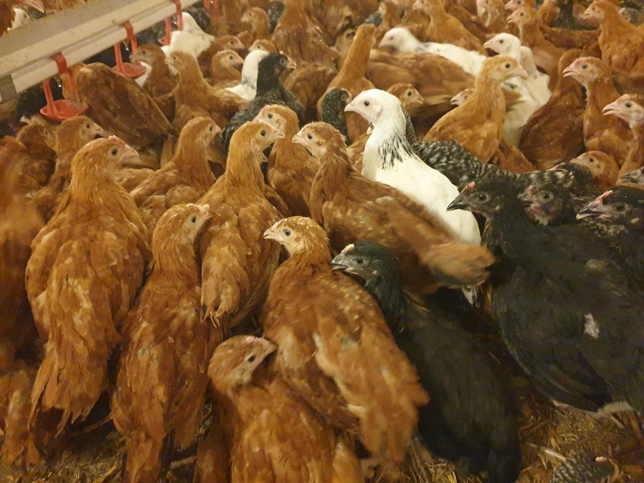 Kurki kokoszki nioski Rosa kolorowa na wybieg dowóz na miejsce