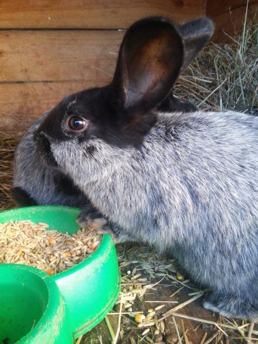 Полтавське срібло