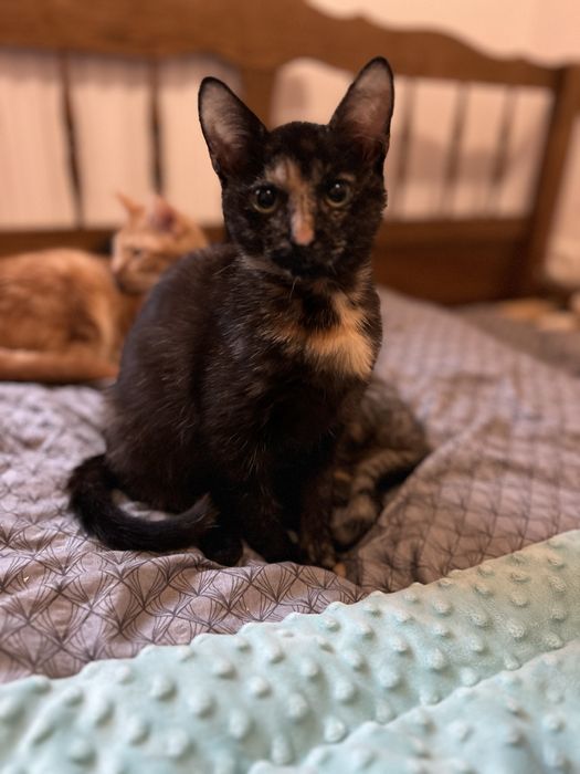 Małe kotki do adocji