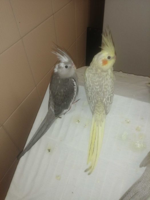 Vendem-se Calopsitas (Caturras)