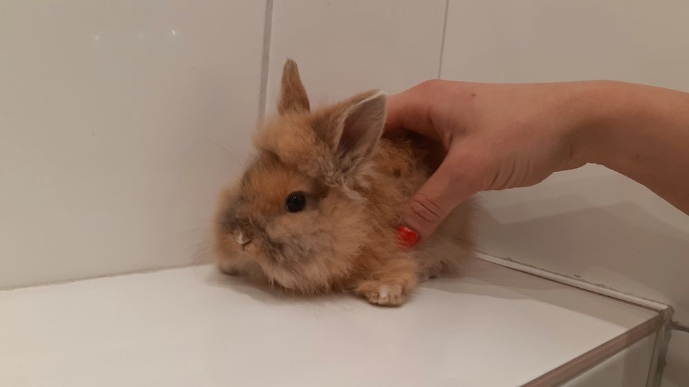 Карликовые миниатюрные декоративные вислоухие и торчеухие кролики