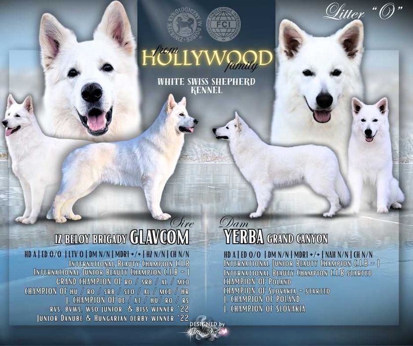 Biały Owczarek Szwajcarski - dziewczynka z doskonałym rodowodem FCI