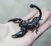 Скорпион гетерометрус малыши для новичков