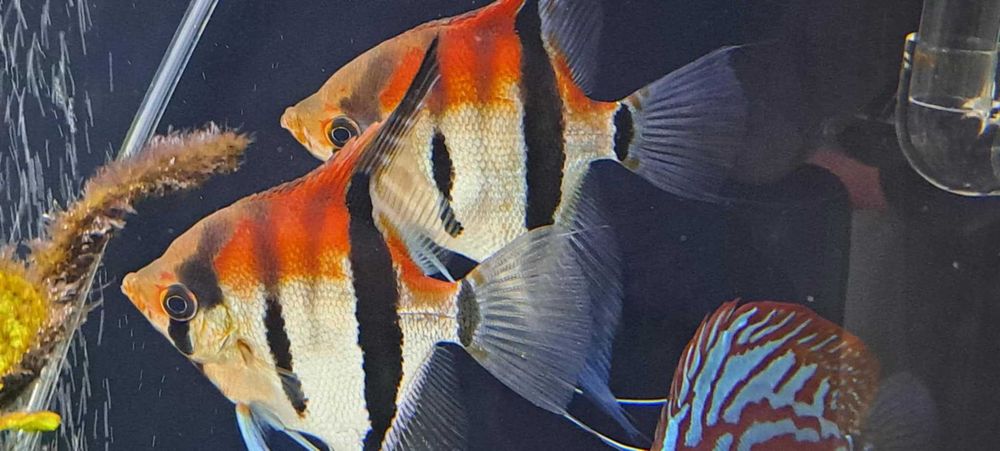 Skalar Manacapuru Red Back, , Simon Forkel, rybki akwariowe