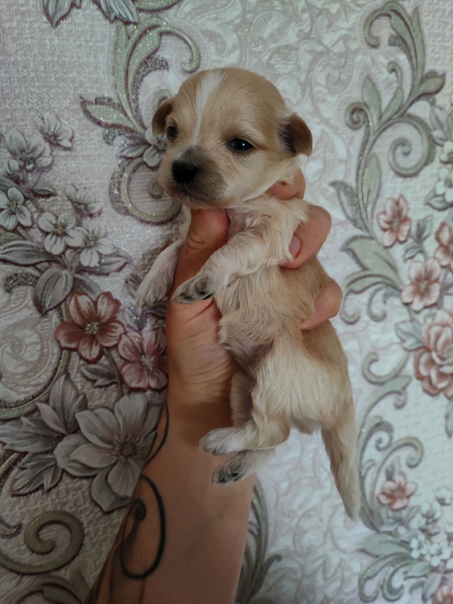Maltipoo suczka  do rezerwacji