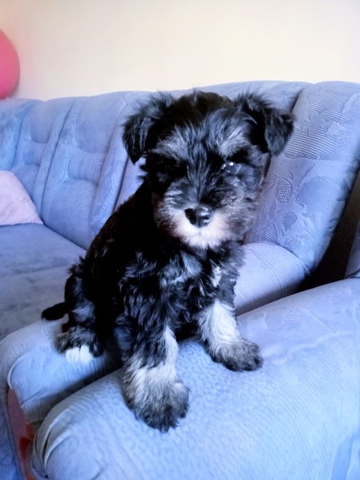 Sznaucer miniaturowy czarno-srebne z rodowodem sunia