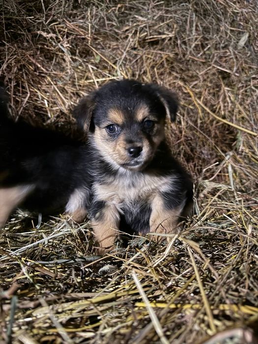 Віддам маленьких цуценят у добрі руки!
Милі, грайливі й дуже добрі пес