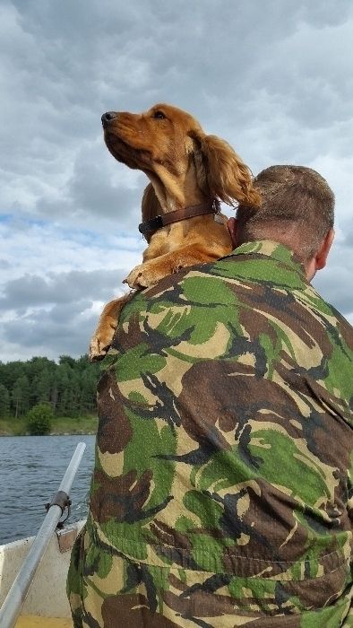 Английский кокер-спаниель с документами