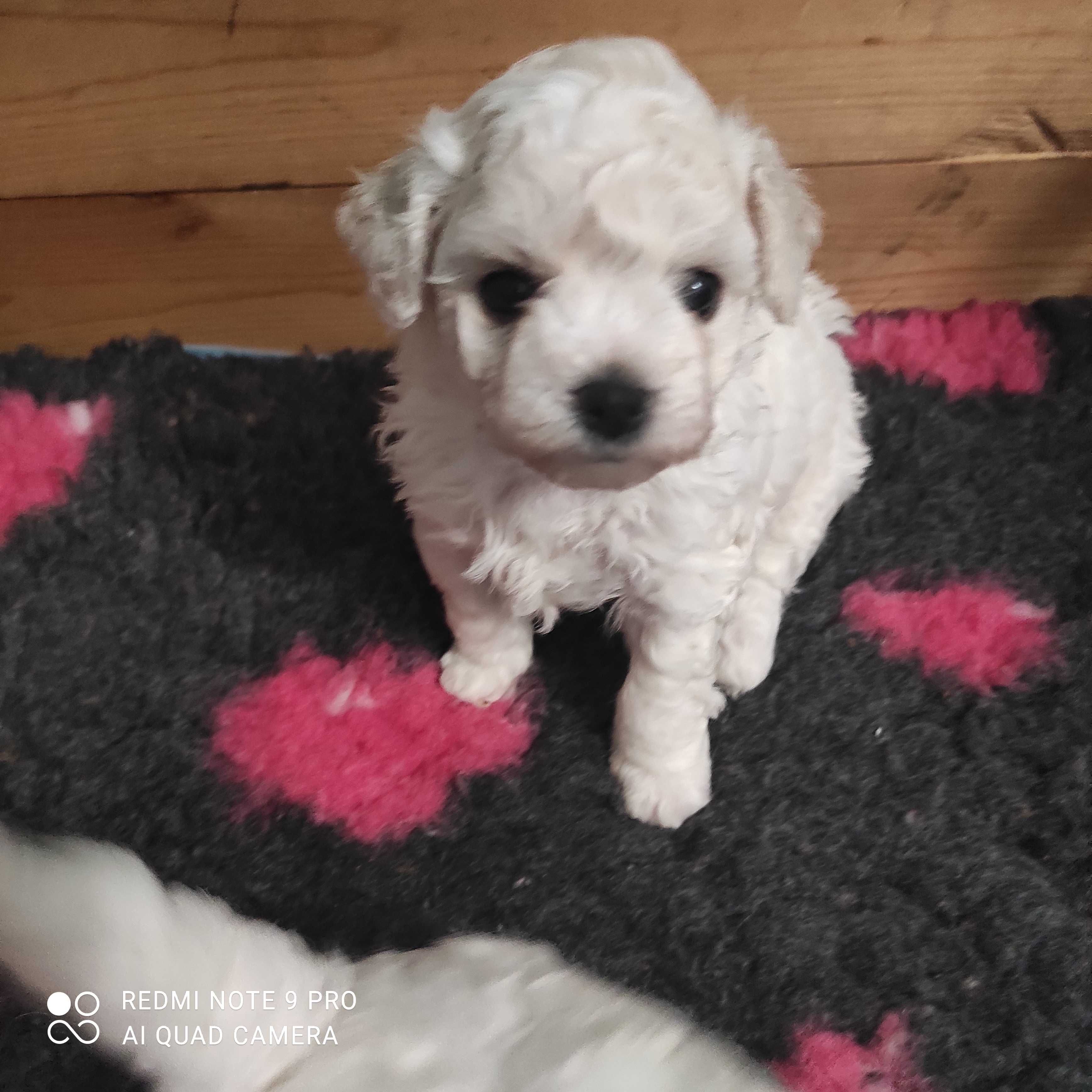 Piesek bichon frise z rodowodem