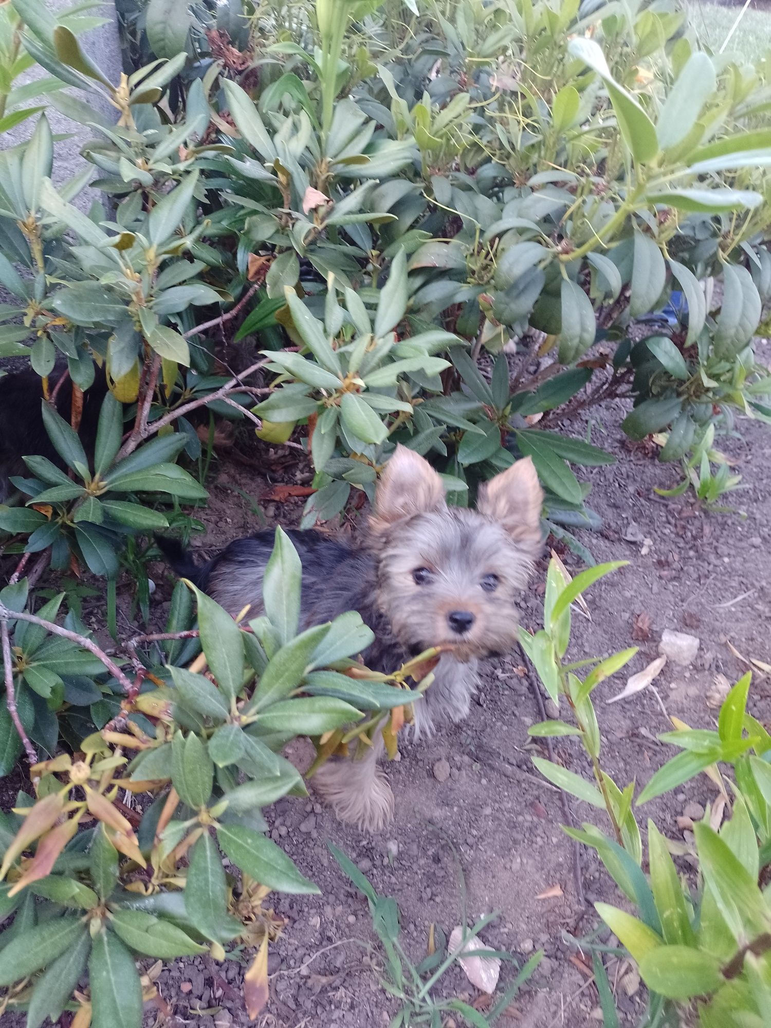 Piękny chlopczyk Yorkshire terrier