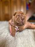 Shar pei dziewczynka