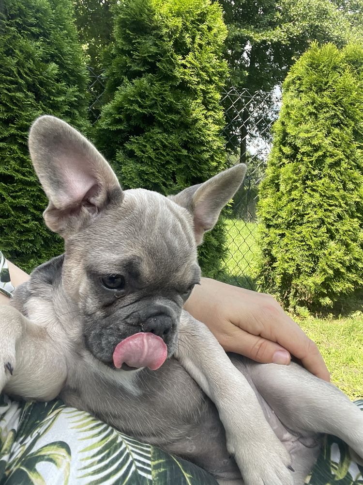 Buldog francuski szuka nowego domku