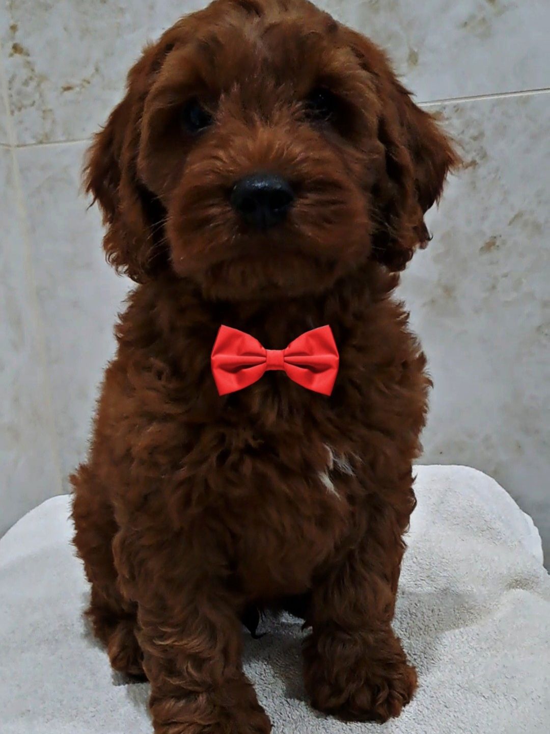 Piesek Red Brown Cockapoo