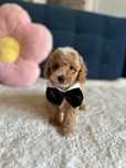 Śliczny Piesek Maltipoo F1b!
