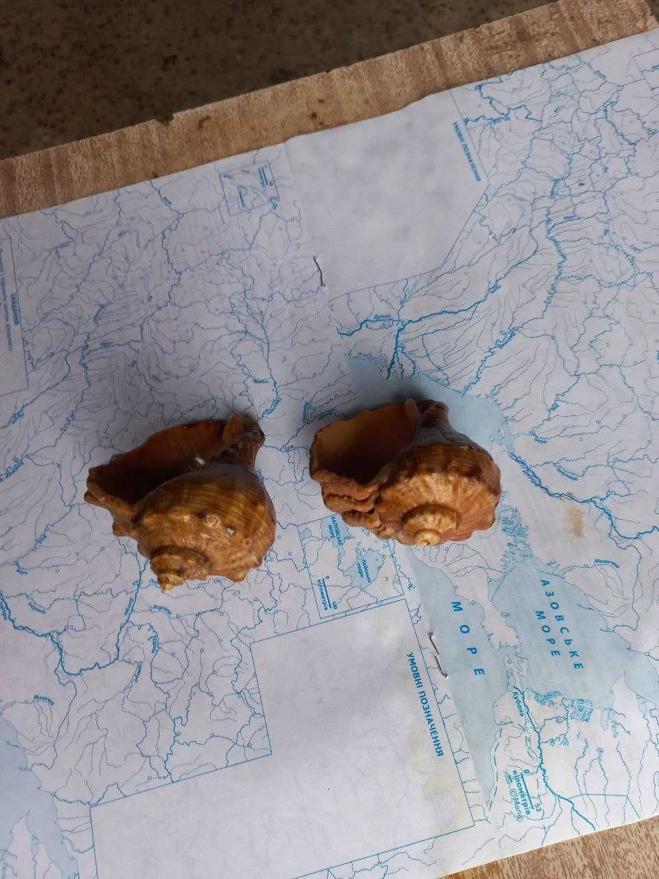 Ракушки (мушлі) морські