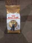 Royal Canin Adult British Shorthair // worek 4kg