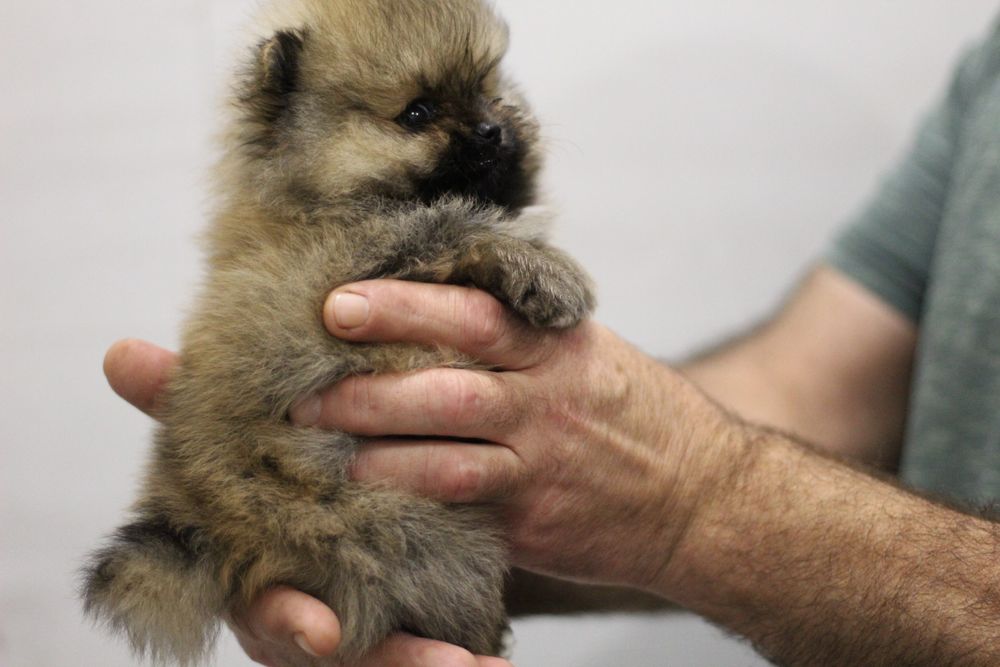 Мимишки померанские шпицы