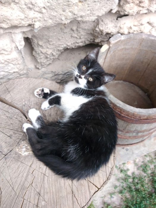 Oddam kota kotka małego kotkę