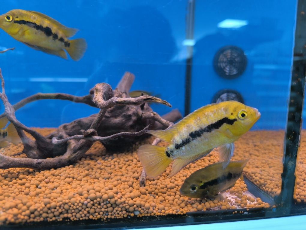 Ciclídeo Arco Íris (Herotilapia Multispinosa)