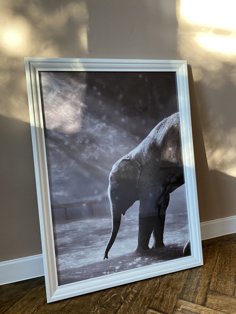 Obraz biała ramka duży 76 cm x 56 cm słonie natura minimalistyczny