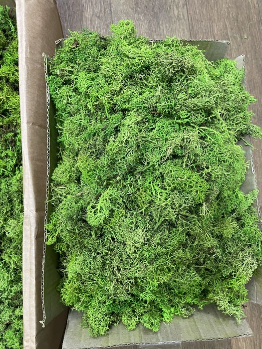 Мох ягель без верхушек.Норвежский мох.Чистый мох