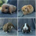 królik miniaturka mini lop baranek