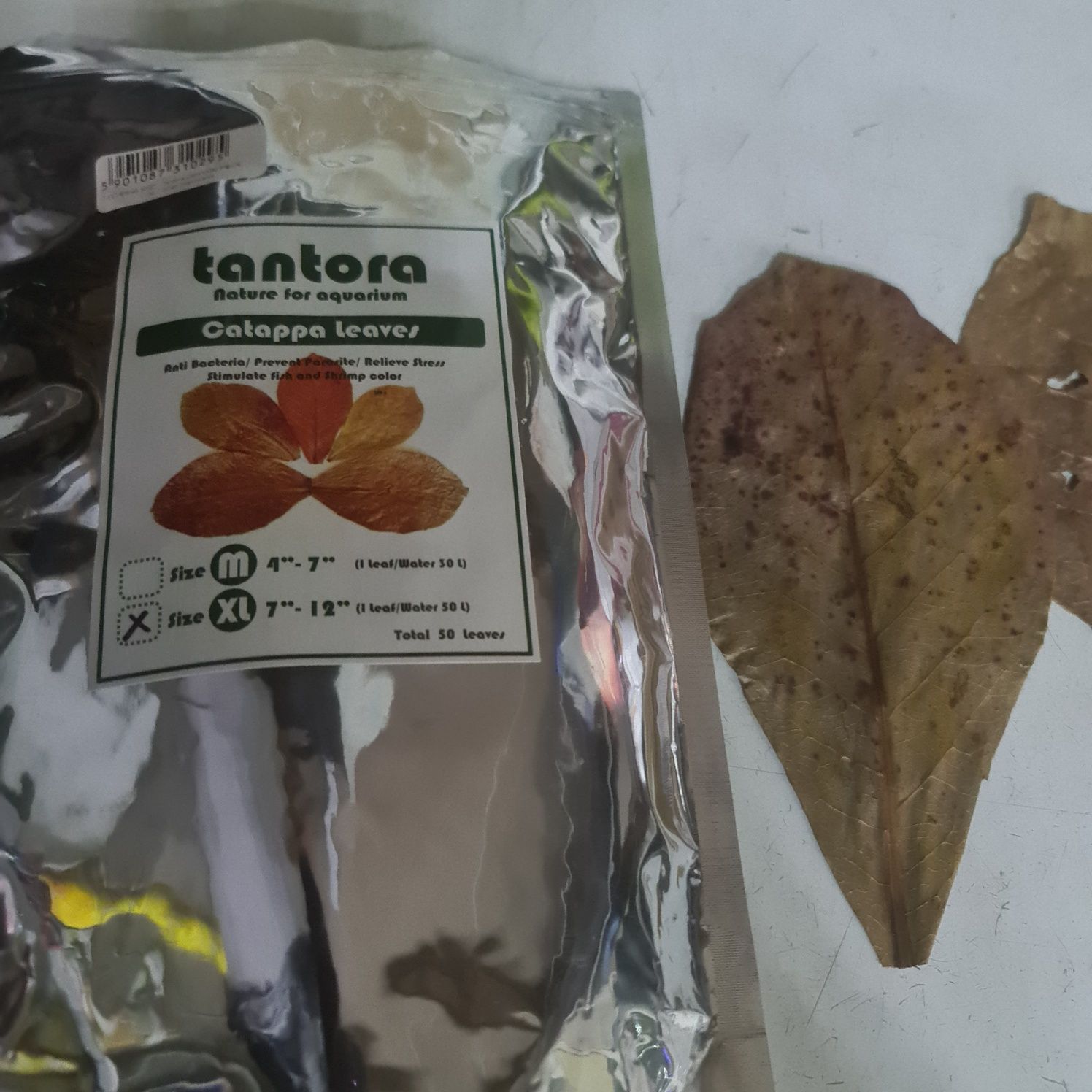 Ketapang liść  xl