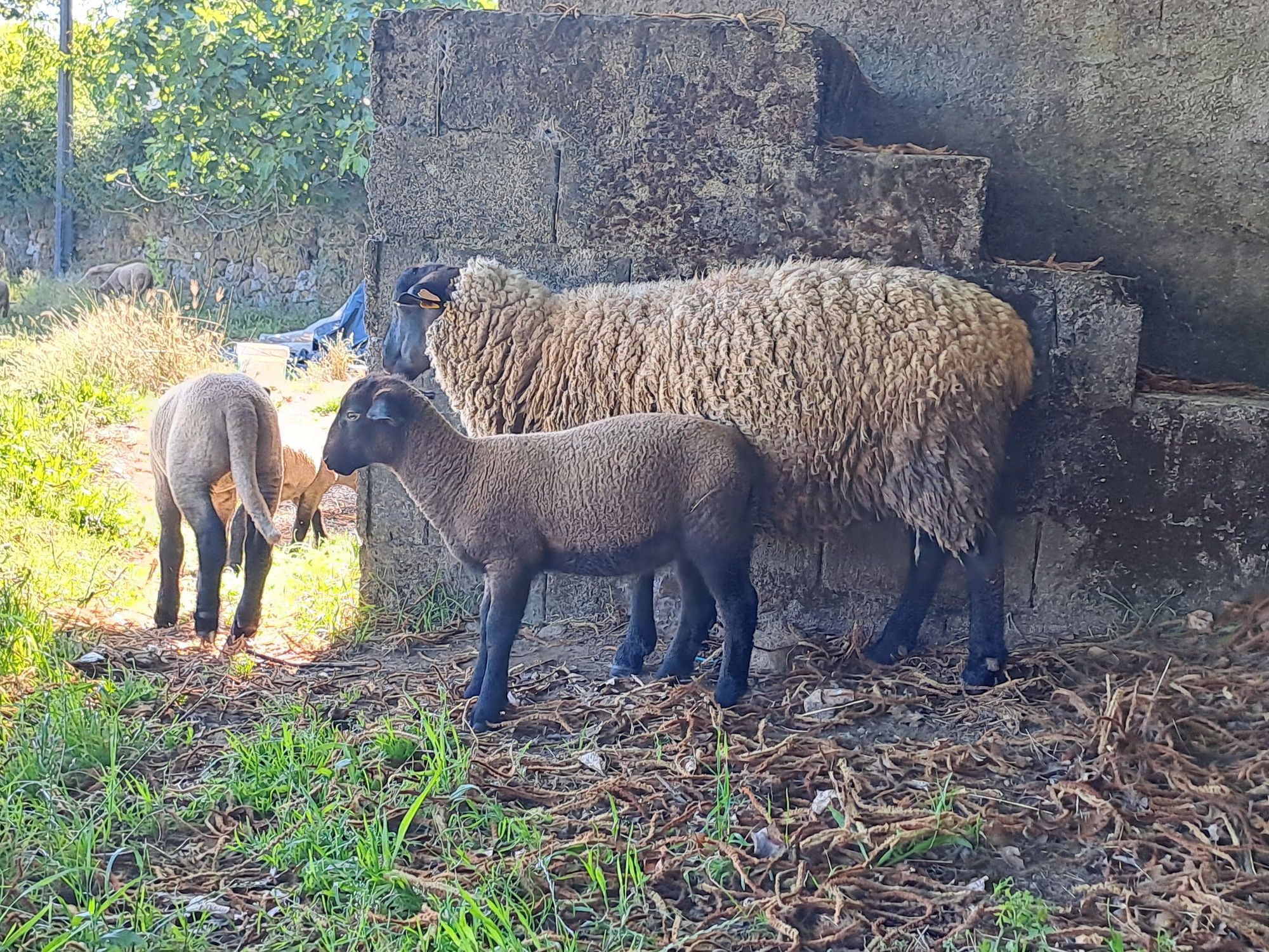 Casal Suffolk puros