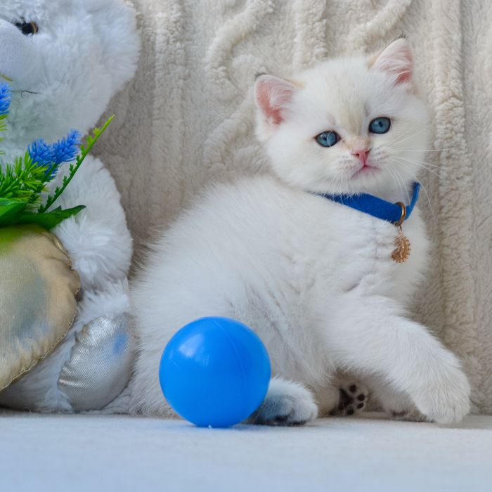 Британський красунчик.