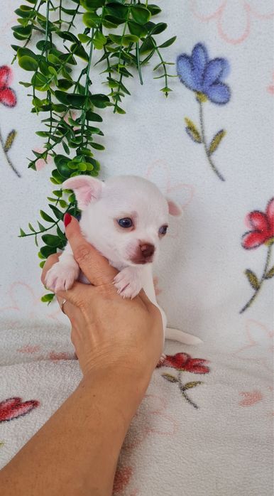 Estupendo menino mini mini Chihuahua/Chiuaua de Qualidade