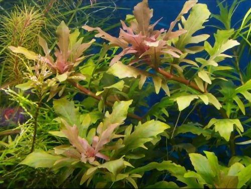 Roślina Akwariowa Hygrophila triflora