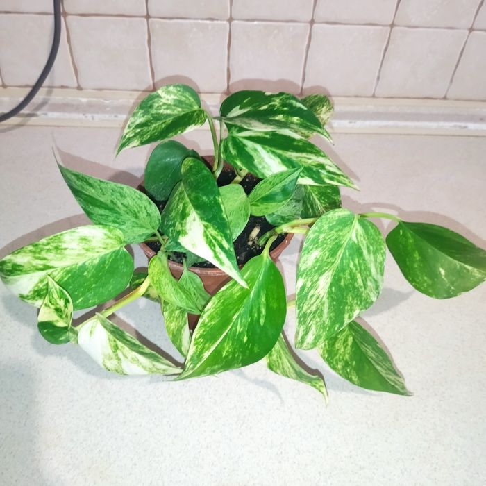 Марбл Квин,Эпипремнум золотистый