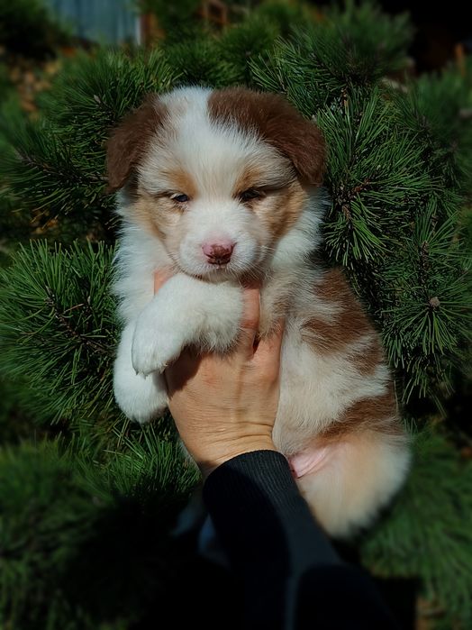 Owczarek australijski typ amerykański
