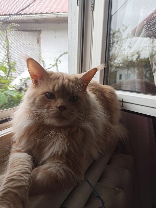 Мейн-Кун кошенята