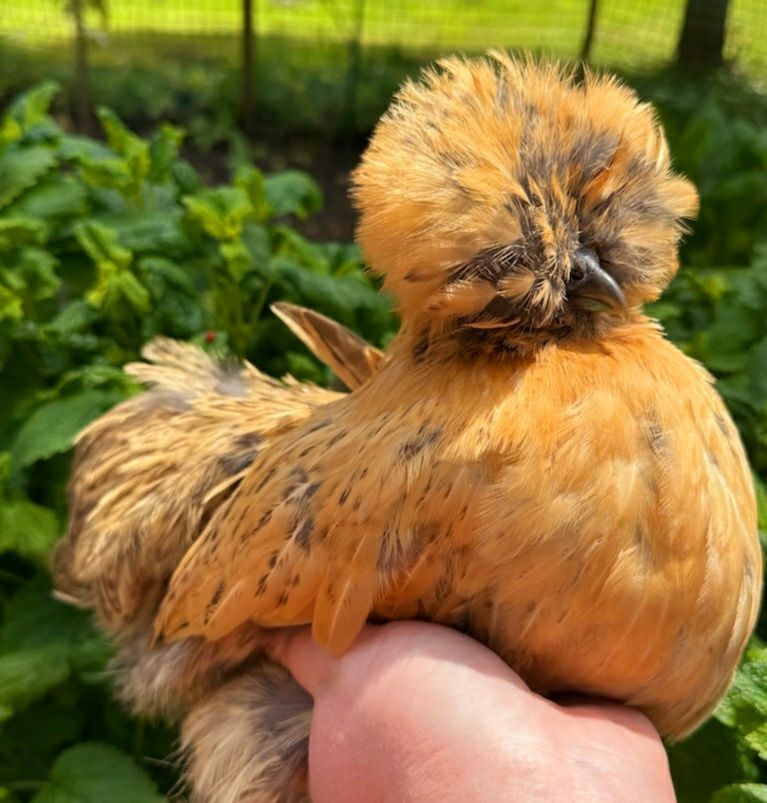 Jajka jaja naturalne ekologiczne wiejskie jajka jajka ekologiczne kurz