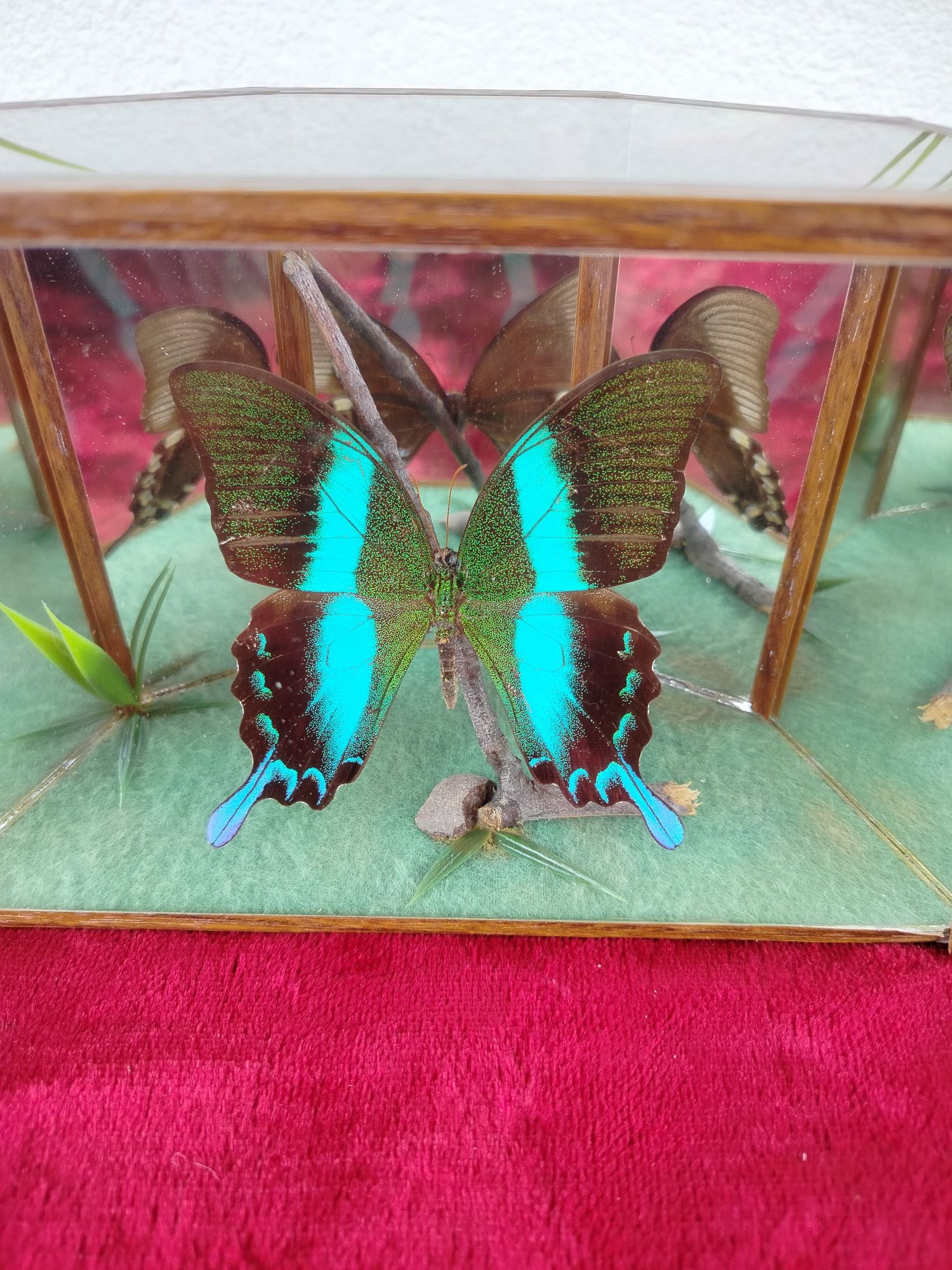 Gablota z pięknym dużym motylem papilio