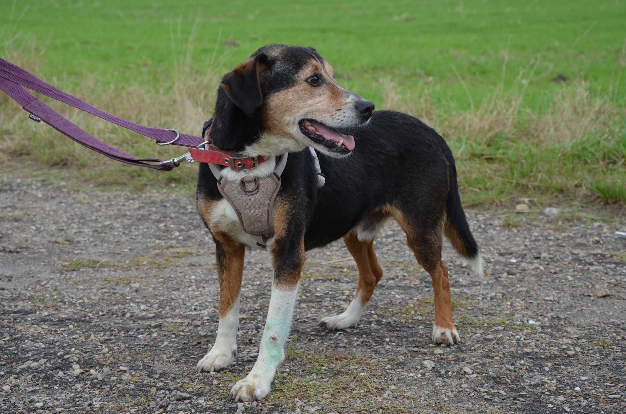 Grosik kochany psiak prosi o dom,tęskni w schronisku za ludźmi ADOPCJA