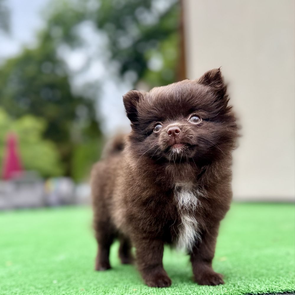 * Pomchi * czekoladowa,Chihuahua, szpic miniaturowy