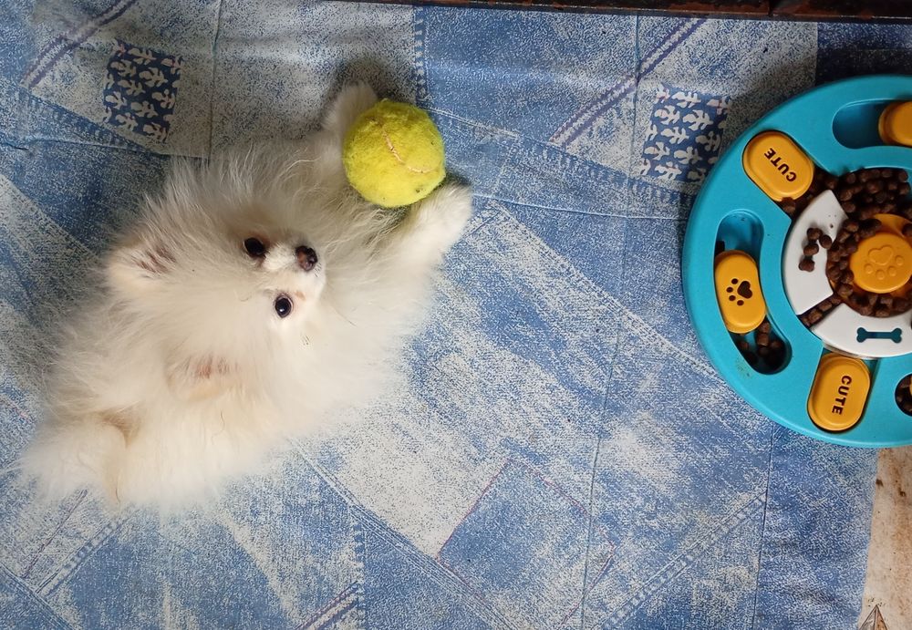 Piesek 5 miesięcy xs