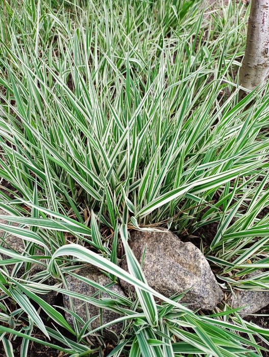 Фалярис тростниковый. Декоративная трава. Фаляріс