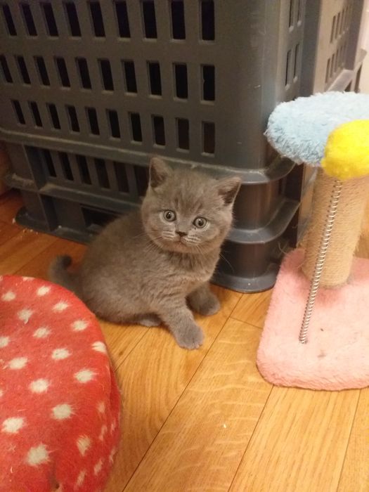 Scottish straight com alta qualidade de raça